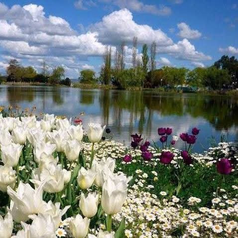 White tulips and spring flowers beside a peaceful lake with trees under blue sky
