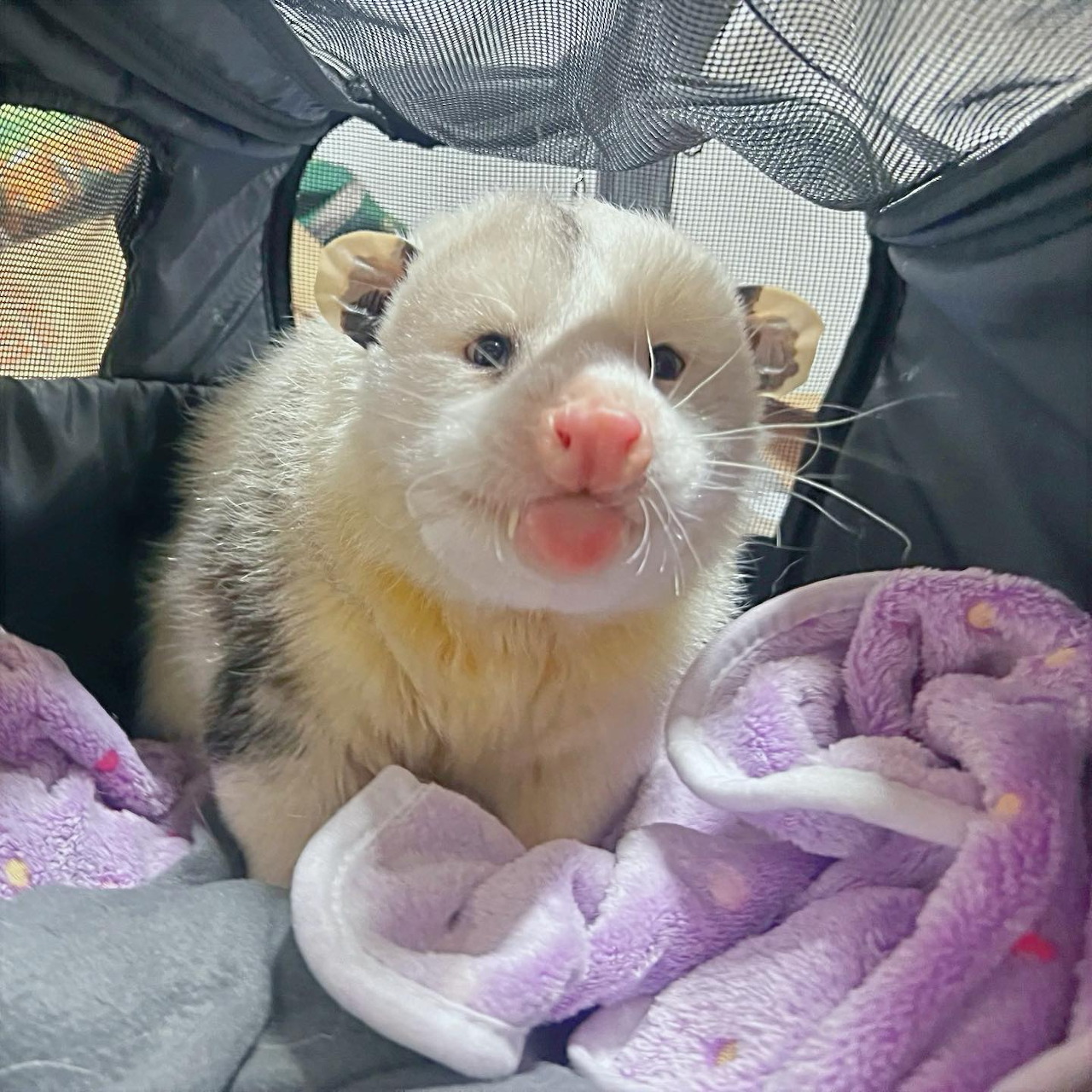 Gilbert the Opossum