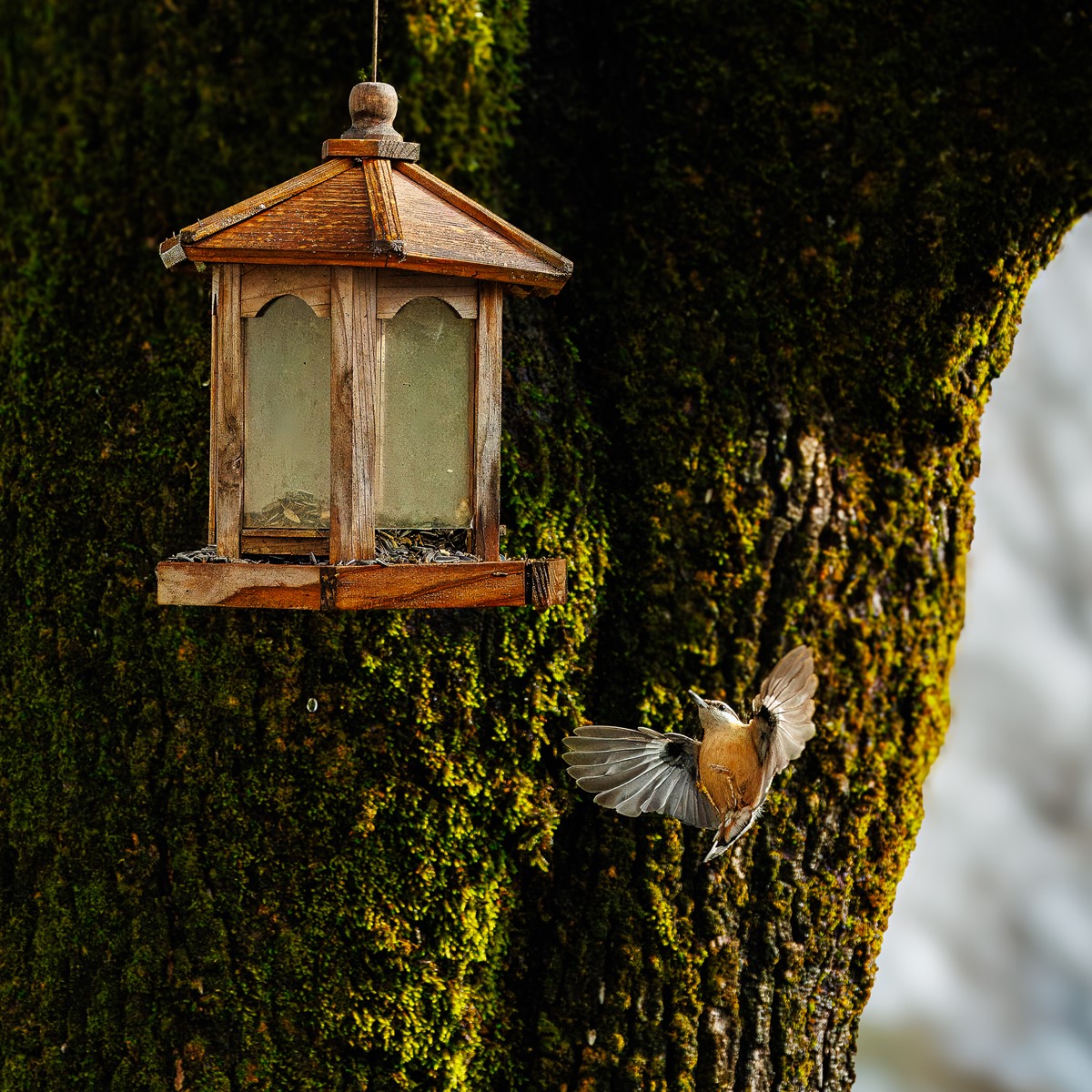 Eurasian Nuthatch at Bird Feder