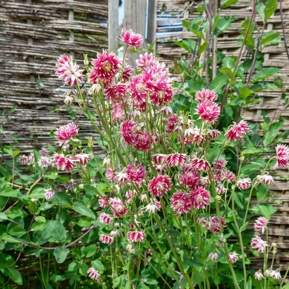 Pink and white columbine flowers growing in a garden near a rustic woven fence