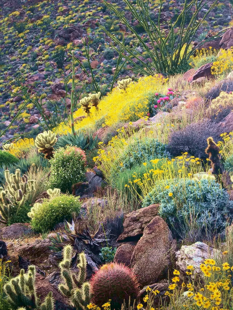 Colorful desert wildflowers and cacti on a rocky hillside