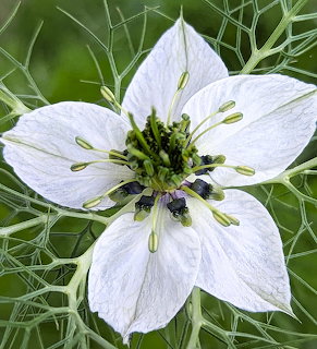 Close-up of a white nigella flower with green center and fine feathery leaves