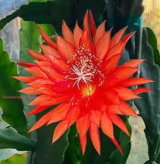 Red Epiphyllum Cactus Flower