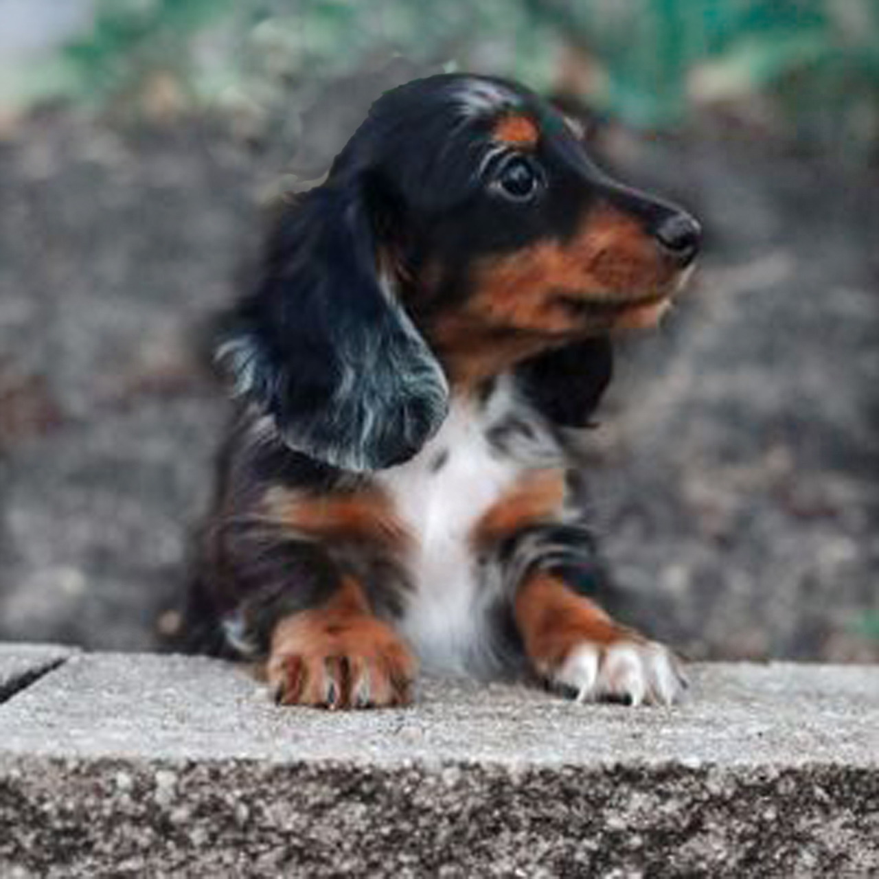 Tricolor dachshund puppy sitting on stone ledge with blurred green background