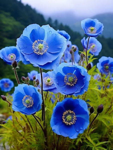 Blue Himalayan Poppies