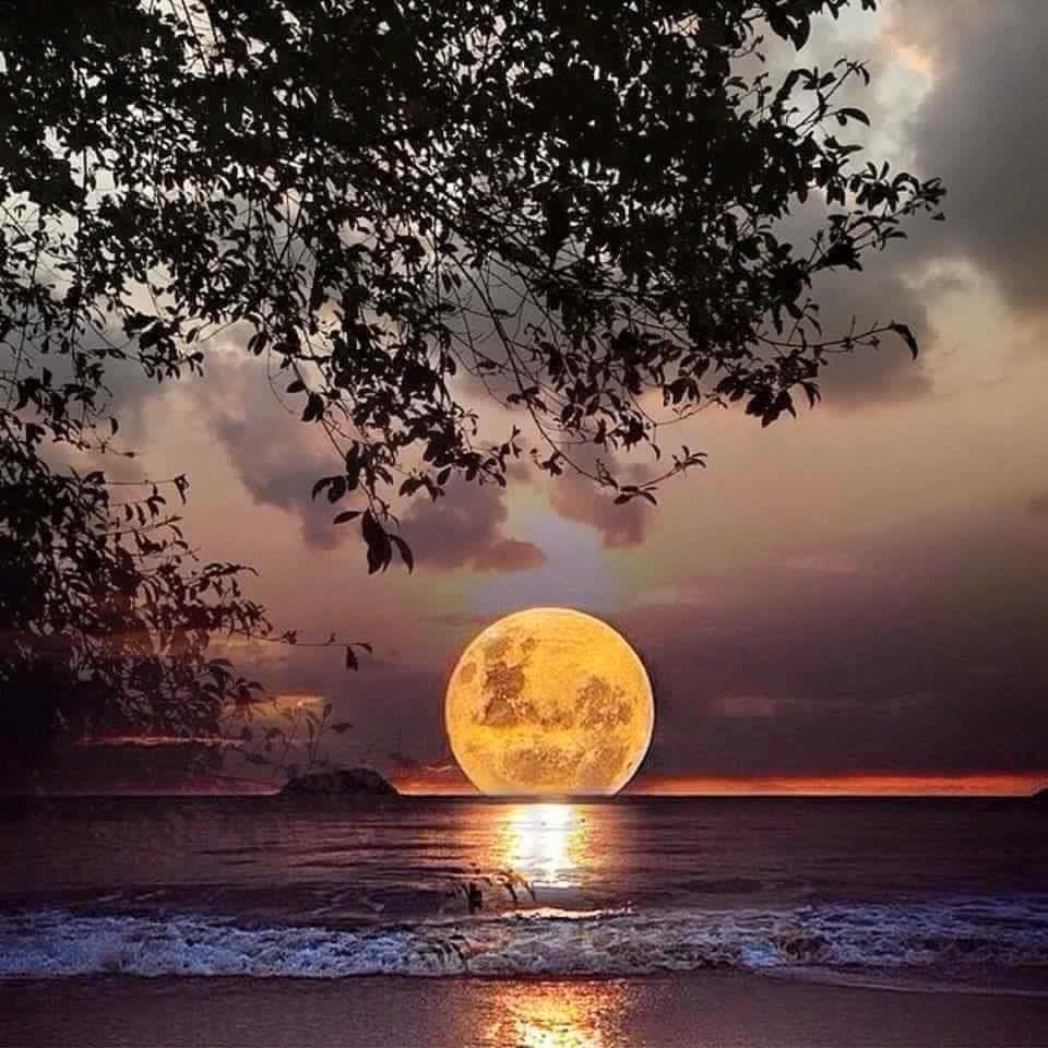 Large golden moon rising over a lake at sunset with tree branches silhouetted against colorful sky and water reflections