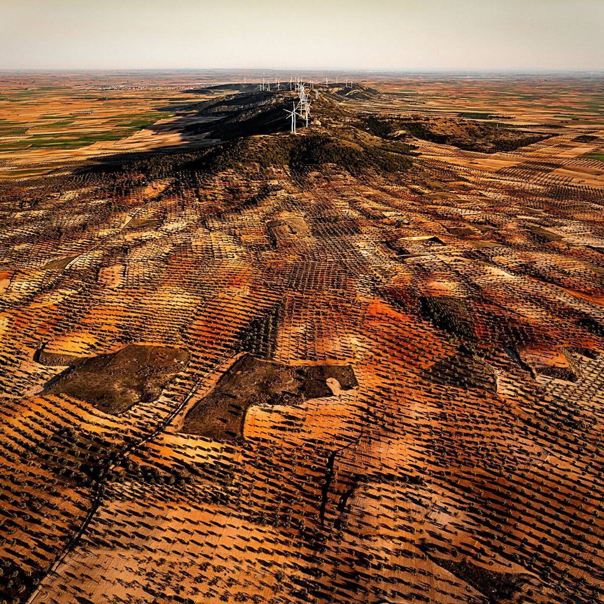 Aerial view of olive groves and dry farmland in Spain