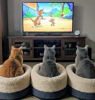 Three cats in round beds facing TV screen showing Tom and Jerry cartoon