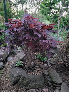Dark red Japanese maple tree with twisted trunk growing among rocks in a garden