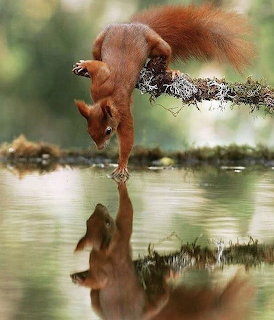 Red squirrel reaching from a branch to touch water, with its reflection visible below