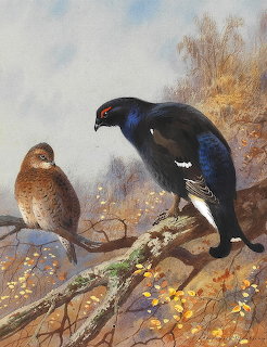 Black Grouse Pair Painting