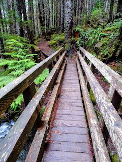 Wooden footbridge with railings crossing a creek in a dense green forest with tall trees and ferns