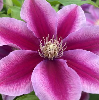 Pink Clematis Flower