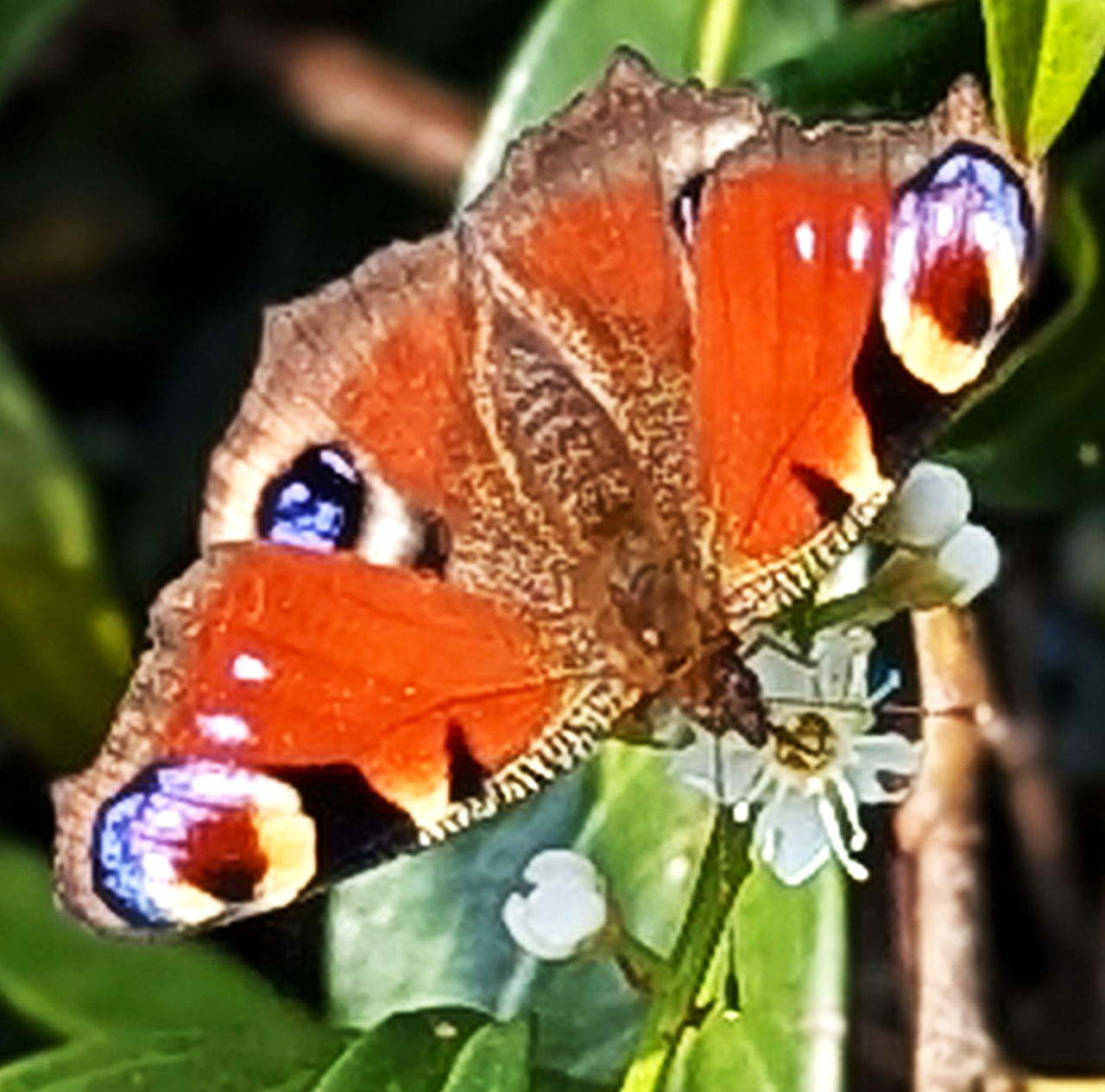Peacock butterfly with colorful eye-spot wings perched on white cherry laurel flowers