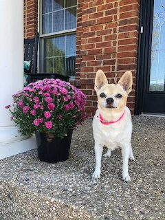 Small cream chihuahua with pink collar sitting on gravel patio beside poted pink mums