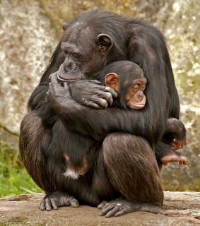Adult chimpanzee hugging a baby chimpanzee while sitting on a rock