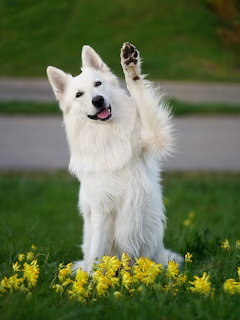 White fluffy dog sitting on grass with yellow flowers, raising one paw