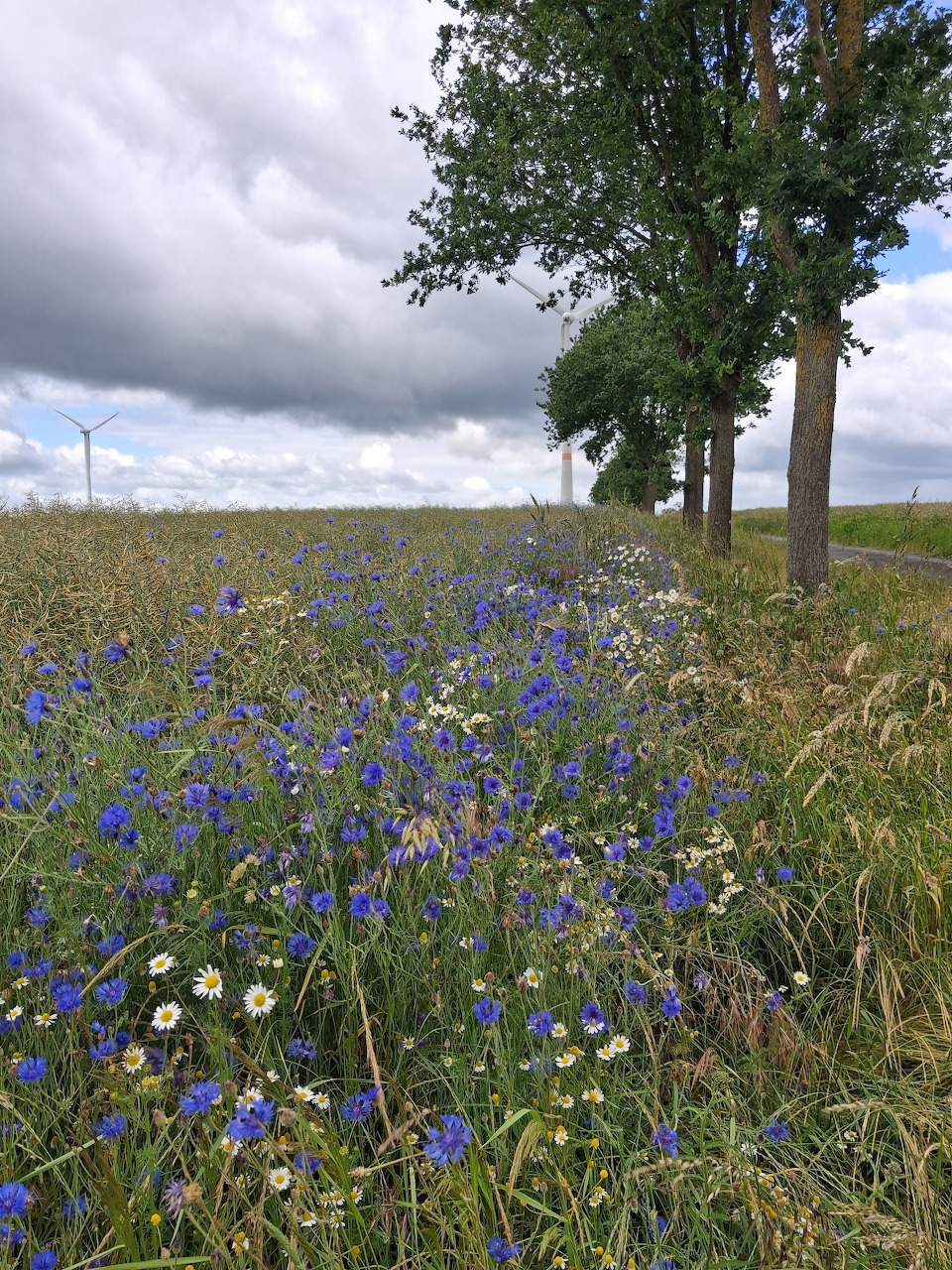 Cornflowers in Rural Landscape