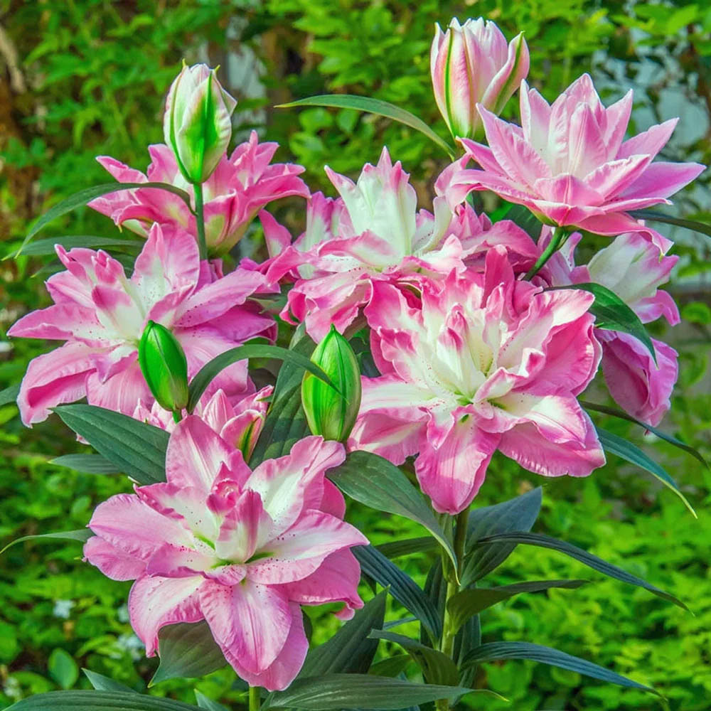 Pink and white lily flowers with green buds and leaves in a garden