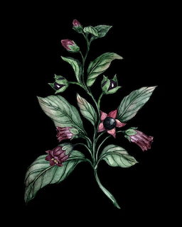 Belladonna Botanical Illustration