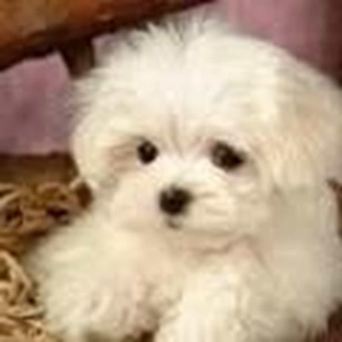 Fluffy white Maltese puppy sitting indoors on a rug