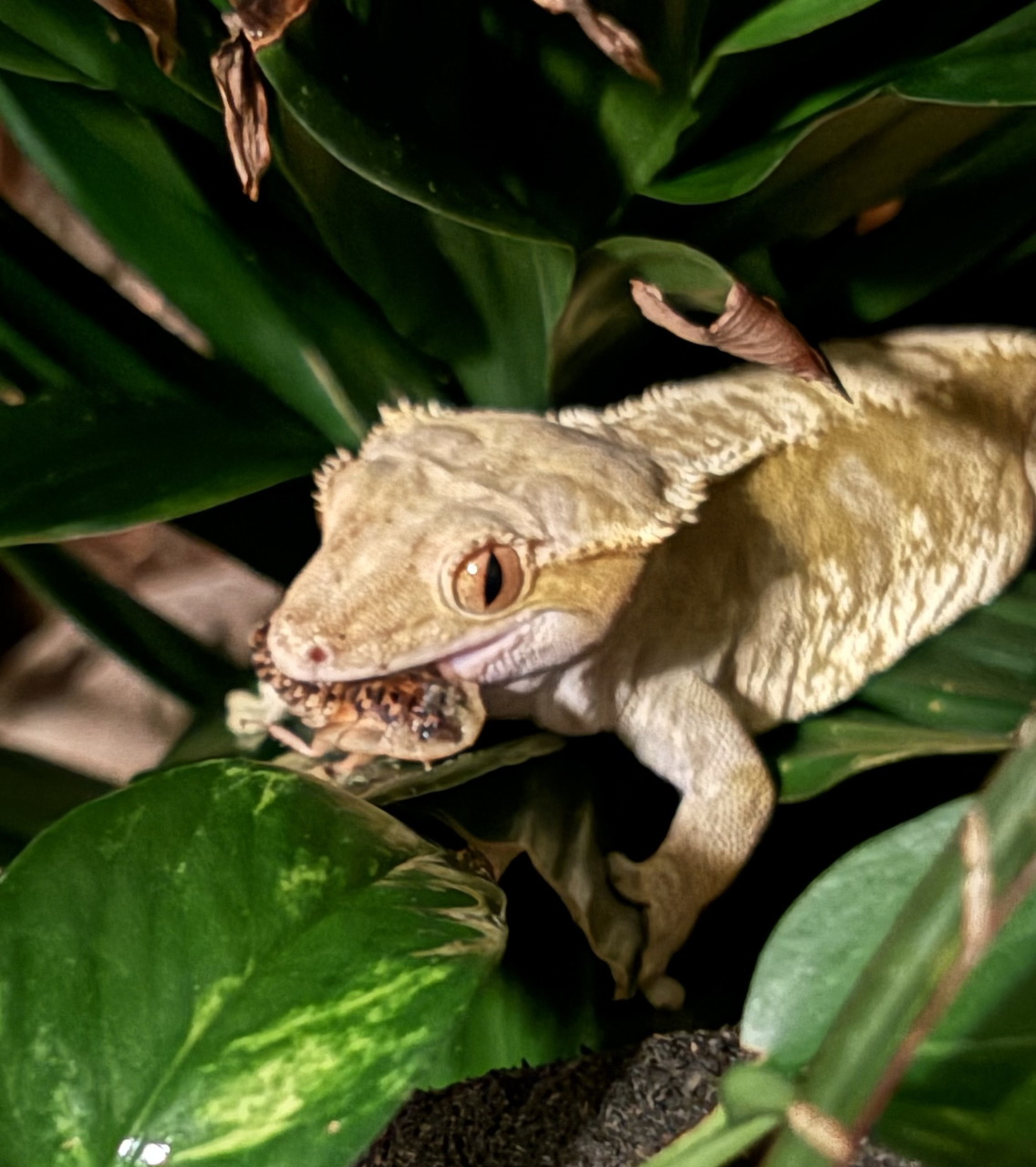 Crested gecko eating a roach among green tropical leaves