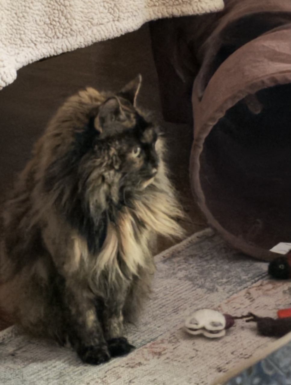 Fluffy long-haired tabby cat sitting beside a brown fabric tunnel on a carpet indoors