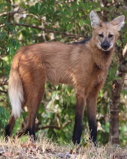 Maned Wolf