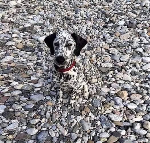 Dalmatian dog sitting on gray pebbles