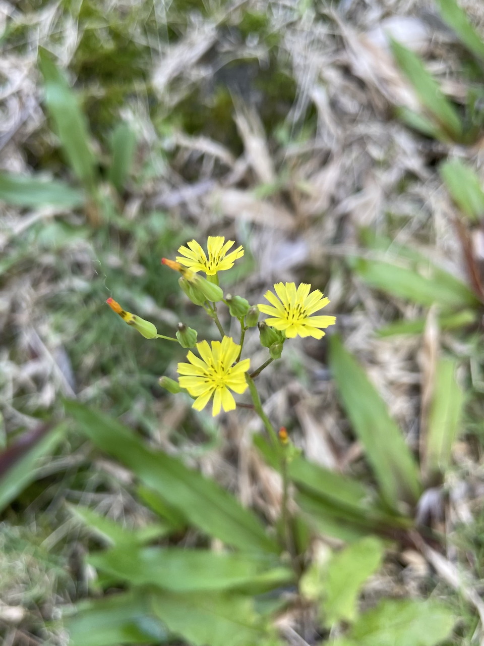 Oriental False Hawksbeard