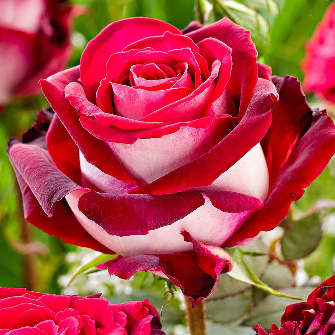 Close-up of a red and white rose flower with green leaves in the background