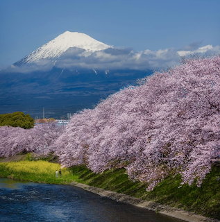 Mount Fuji Cherry Blossoms