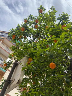 Orange Tree in Granada