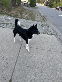 Black and White Dog on Sidewalk