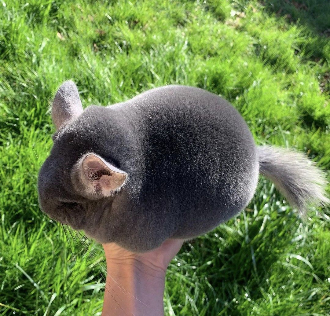 Grey chinchilla held in a hand above green grass, seen from above