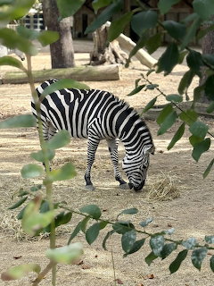 Zebra grazing on hay in a zoo enclosure with green leaves in the foreground