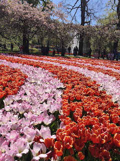 Rows of pink and orange tulips in a spring garden with trees and white building