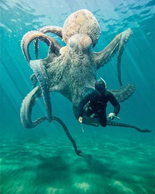 Giant octopus underwater next to a scuba diver in blue-green ocean water