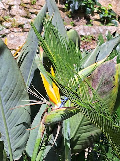 Bird of paradise flower with yellow and blue petals surrounded by large green tropical leaves