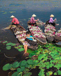 Three people in traditional Vietnamese conical hats harvesting water lilies from wooden boats surrounded by lily pads