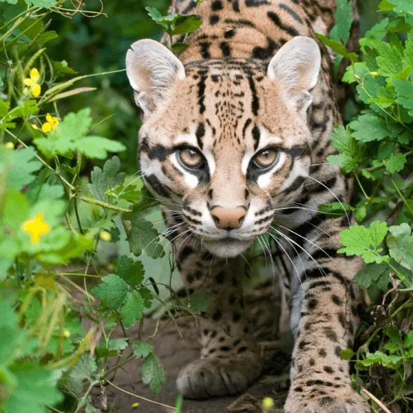 Ocelot with spotted fur looking directly at camera through green leaves and yellow flowers