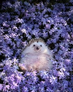 Hedgehog sitting among dense purple flowers