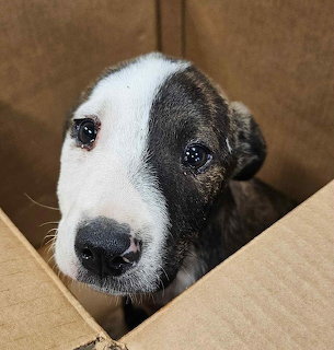Black and white dog looking out from cardboard box