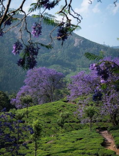 Jacaranda Mountain Landscape