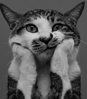 Black and white close-up photo of a cat resting its chin on its paws looking at camera