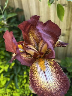 Close-up of burgundy and gold bearded iris flower with textured petals in garden setting