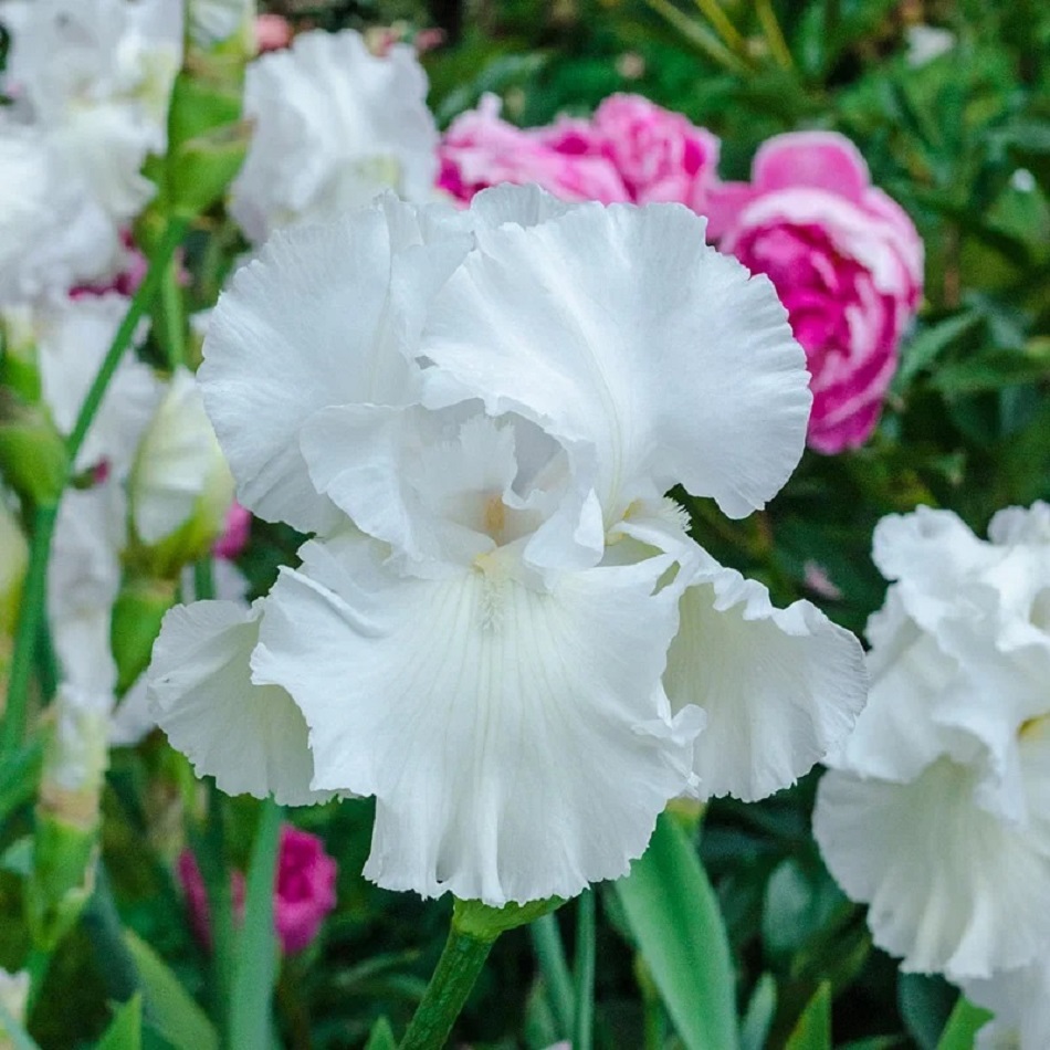 White Bearded Iris
