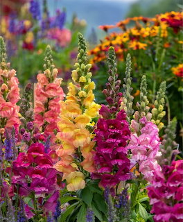 Colorful snapdragon flowers blooming in pink, yellow, orange and purple hues in a garden