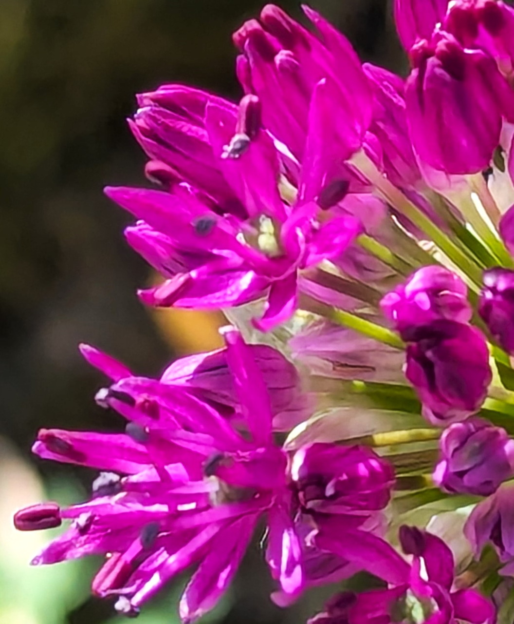 Purple Allium Giganteum Bloom