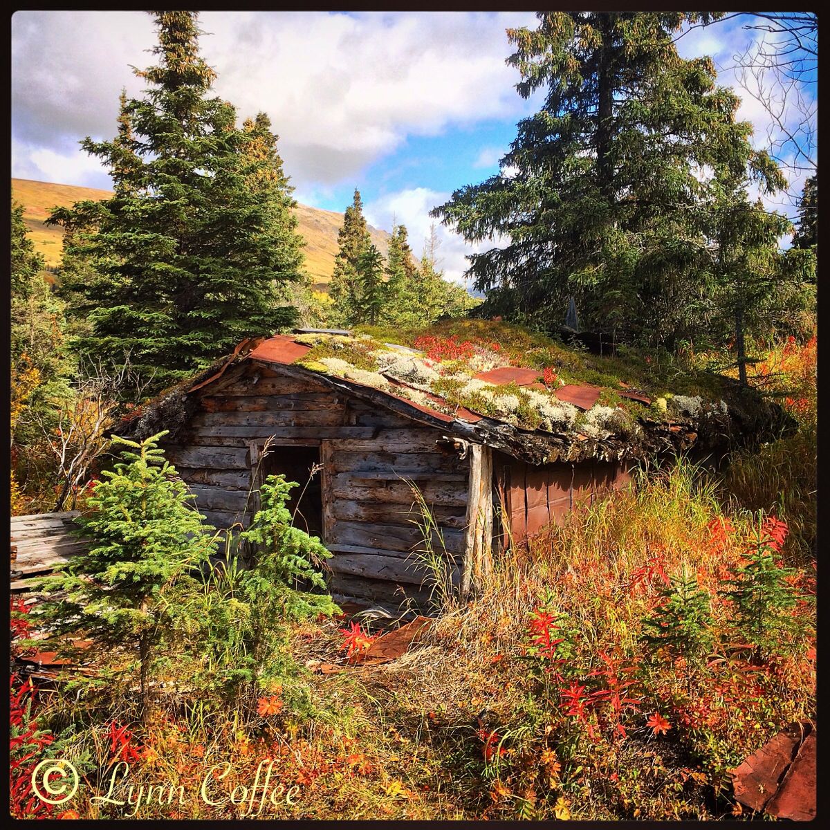 Old wooden cabin with a moss-covered roof in an autumn forest clearing